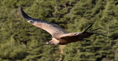 İspanya 'da görkemli bir Griffon akbabası