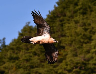 İspanya 'da güçlü bir sakallı akbaba