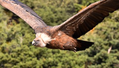 İspanya 'da görkemli bir Griffon akbabası