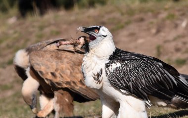 İspanya 'da güçlü bir sakallı akbaba