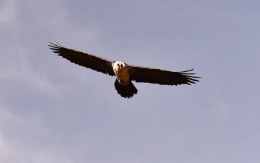 İspanya 'da güçlü bir sakallı akbaba