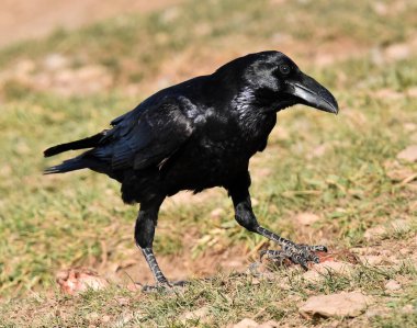 Büyük bir Kara Karga