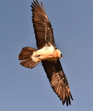 İspanya 'daki dağlarda sakallı bir akbaba