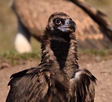 strong black vulture in spain
