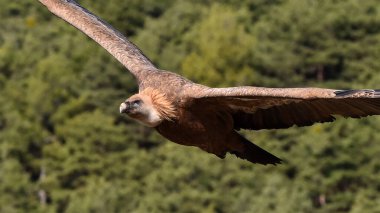 İspanya 'da görkemli bir Griffon akbabası