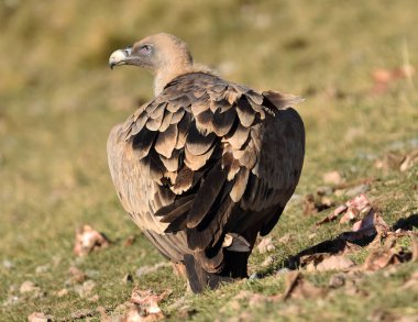 İspanya 'da görkemli bir Griffon akbabası
