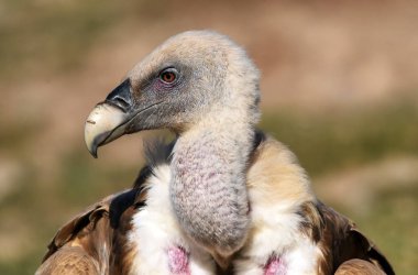 İspanya 'da görkemli bir Griffon akbabası