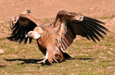 İspanya 'da görkemli bir Griffon akbabası