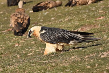 İspanya 'da dağlarda sakallı akbaba