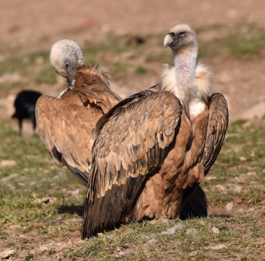 İspanya 'da görkemli bir Griffon akbabası