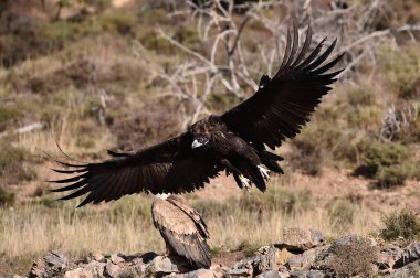 strong black vulture in spain