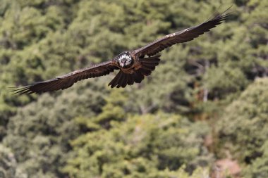 İspanya 'da görkemli sakallı akbaba