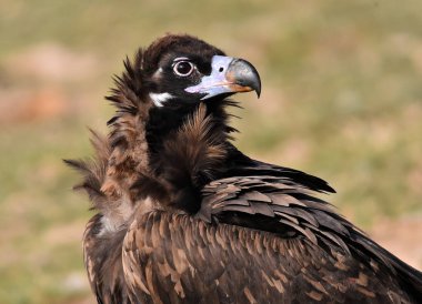 İspanya 'da bir Avrasyalı kara akbaba