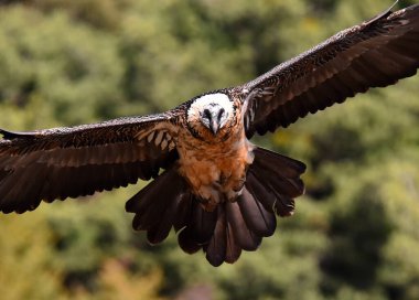 Dağlarda sakallı bir akbaba