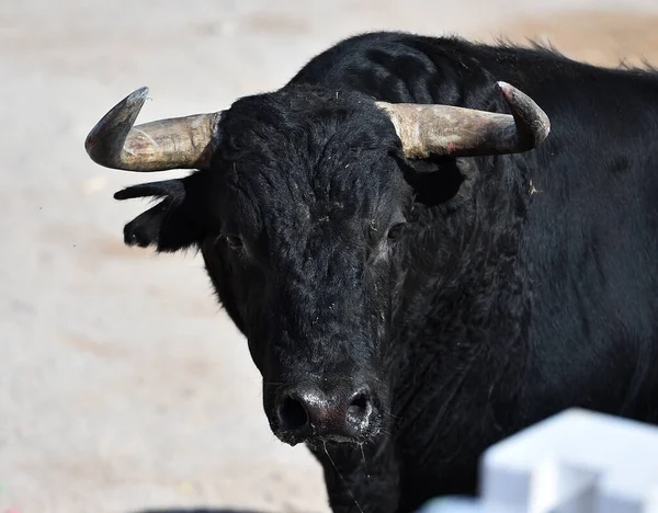 strong bull with big horns in a traditional spectacle of bullfight in spain