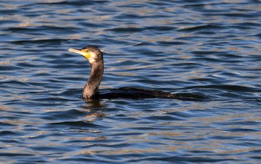 Gölde bir karabatak.