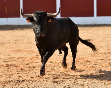 İspanya 'da geleneksel boğa güreşi gösterisinde boynuzlu bir boğa.