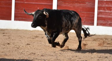 İspanya 'da geleneksel boğa güreşi gösterisinde boynuzlu bir boğa.