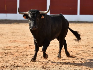 İspanya 'da geleneksel boğa güreşi gösterisinde boynuzlu bir boğa.