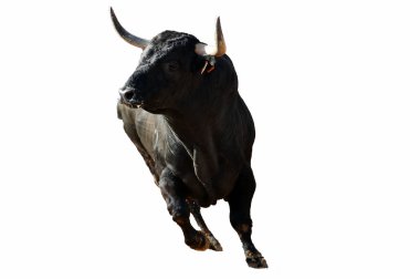 İspanya 'da geleneksel boğa güreşi gösterisinde boynuzlu bir boğa.