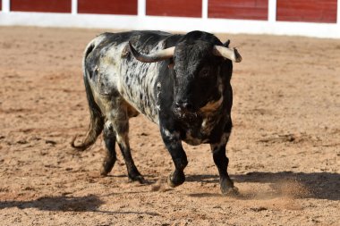 İspanya 'da geleneksel boğa güreşi gösterisinde boynuzlu bir boğa.