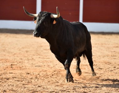 İspanya 'da geleneksel boğa güreşi gösterisinde boynuzlu bir boğa.