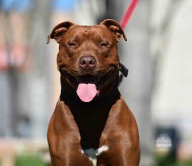 Parkta ciddi bir pitbull köpeği.