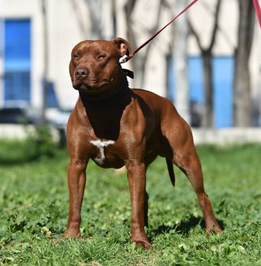 Parkta ciddi bir pitbull köpeği.