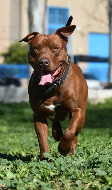 Parkta ciddi bir pitbull köpeği.