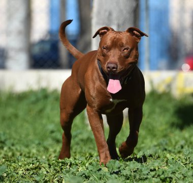 Parkta ciddi bir pitbull köpeği.