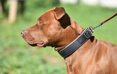 Parkta ciddi bir pitbull köpeği.