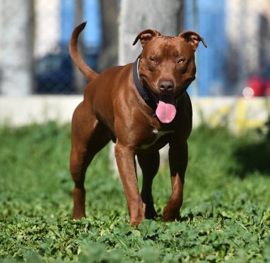 Parkta ciddi bir pitbull köpeği.