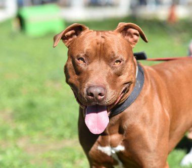 Parkta ciddi bir pitbull köpeği.