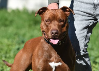 Parkta güçlü bir pitbull teriyeri.