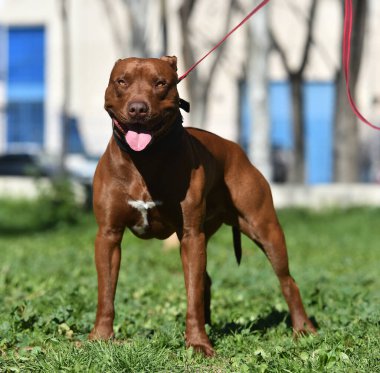 Parkta güçlü bir pitbull teriyeri.