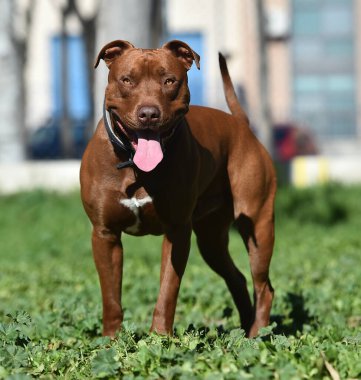 Parkta güçlü bir pitbull teriyeri.