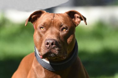 Parkta güçlü bir pitbull teriyeri.