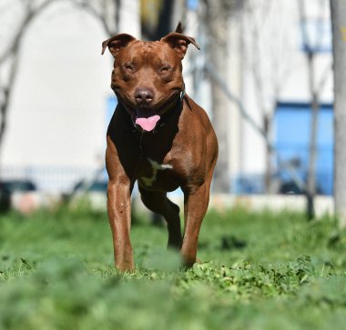 Parkta güçlü bir pitbull teriyeri.