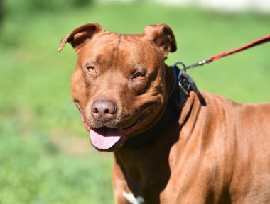 Parkta güçlü bir pitbull teriyeri.