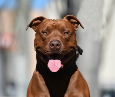 Parkta güçlü bir pitbull teriyeri.