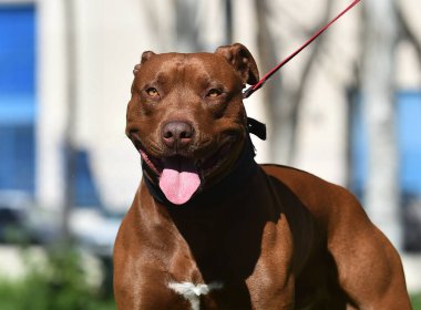 Parkta güçlü bir pitbull teriyeri.