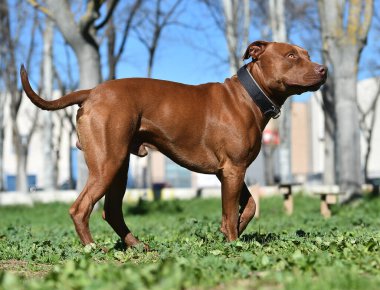 Parkta güçlü bir pitbull teriyeri.