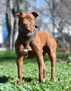 Parkta ciddi bir pitbull.