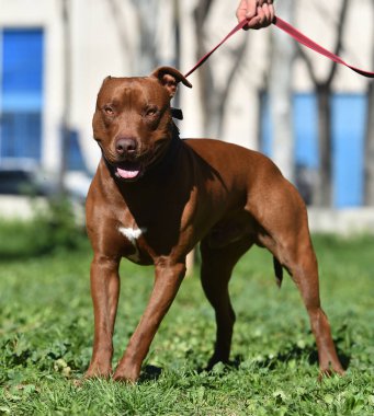 Parkta ciddi bir pitbull.