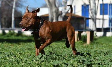 Parkta ciddi bir pitbull.