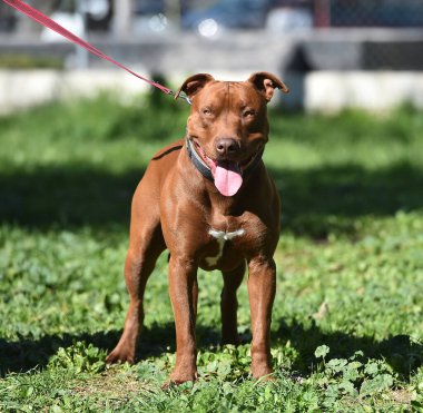 Parkta ciddi bir pitbull.