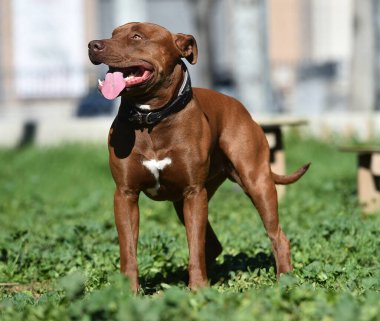 Parkta ciddi bir pitbull.