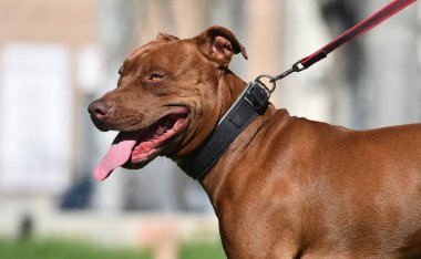 Parkta ciddi bir pitbull.