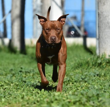 Parkta ciddi bir pitbull.