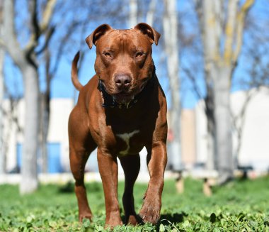 Parkta ciddi bir pitbull.